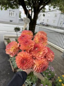 Håndbundet bukett med friske oransje georginer – levert fra Stokkaveien Blomster.